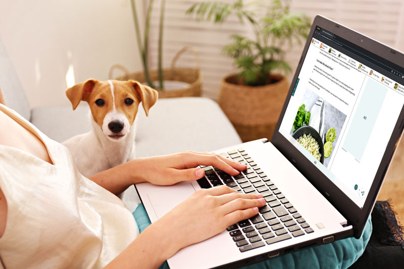person using computer next to dog